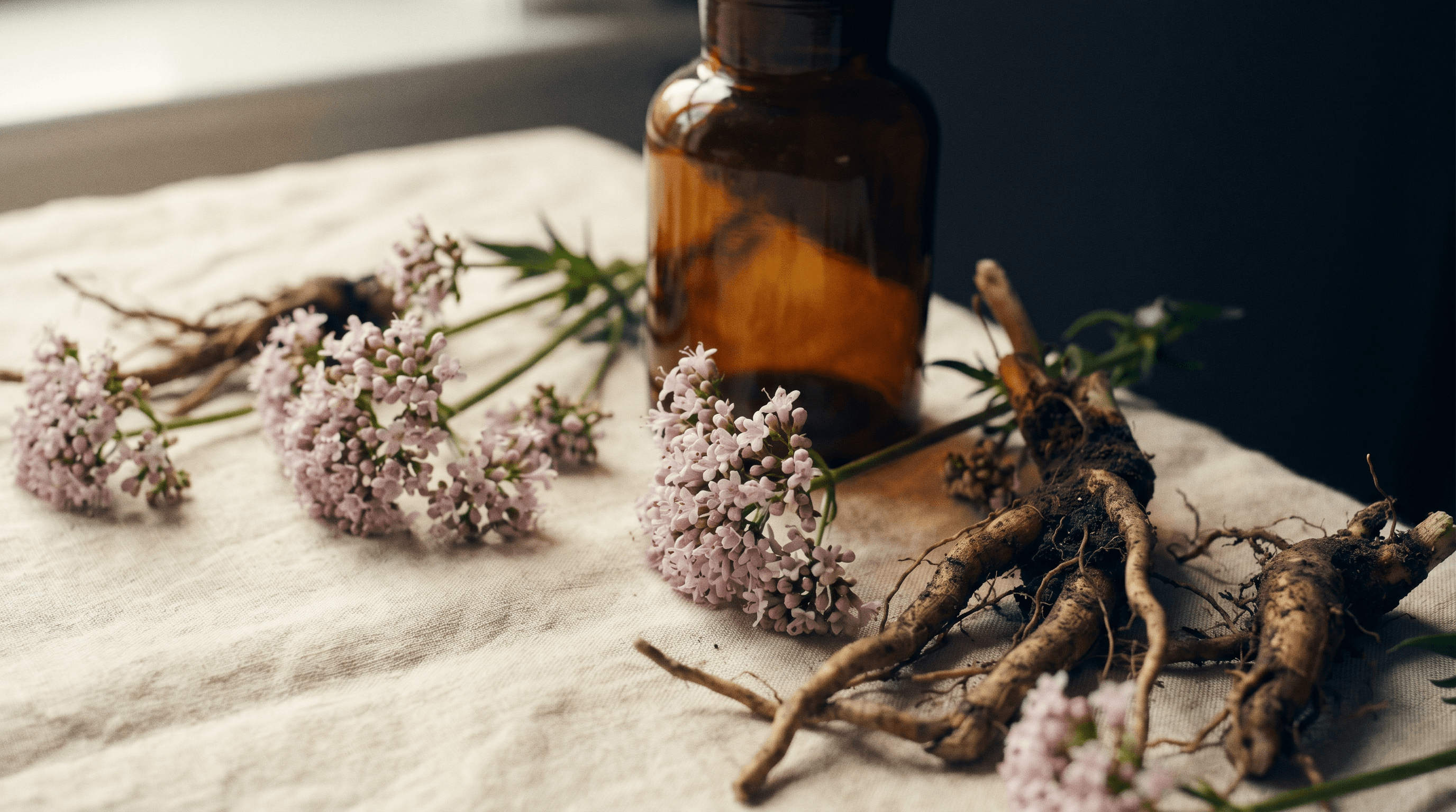 Raíz de valeriana fresca y flores rosadas sobre lino crema